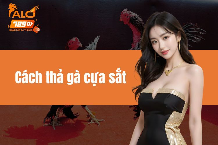 Cách thả gà cựa sắt chuẩn đạt hiệu quả cao nhất hiện nay