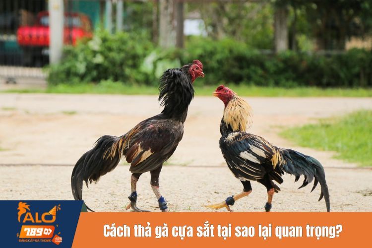 Cách thả gà cựa sắt tại sao lại quan trọng?