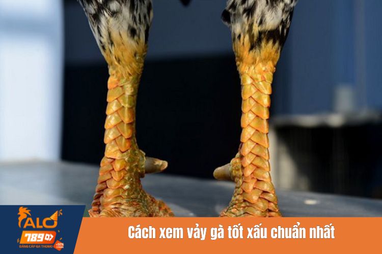 Cách xem vảy gà tốt xấu chuẩn nhất từ các sư kê của ALO789