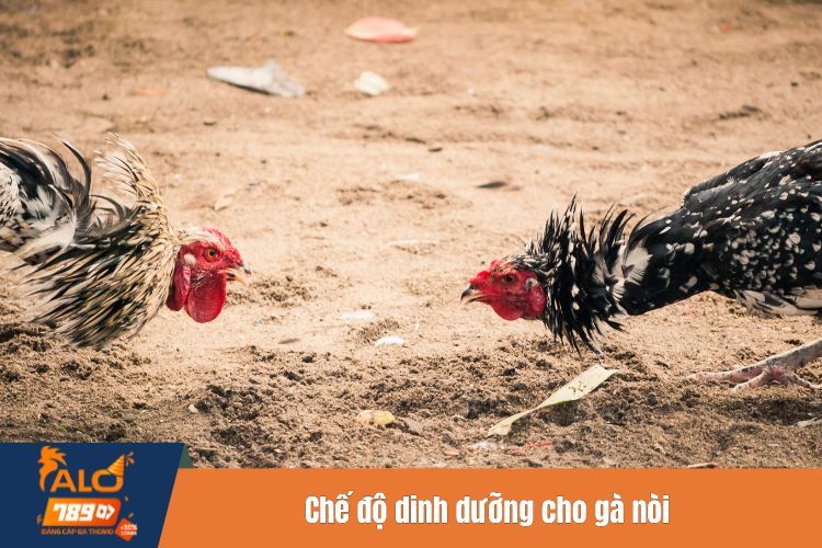 Chế độ dinh dưỡng cho gà nòi