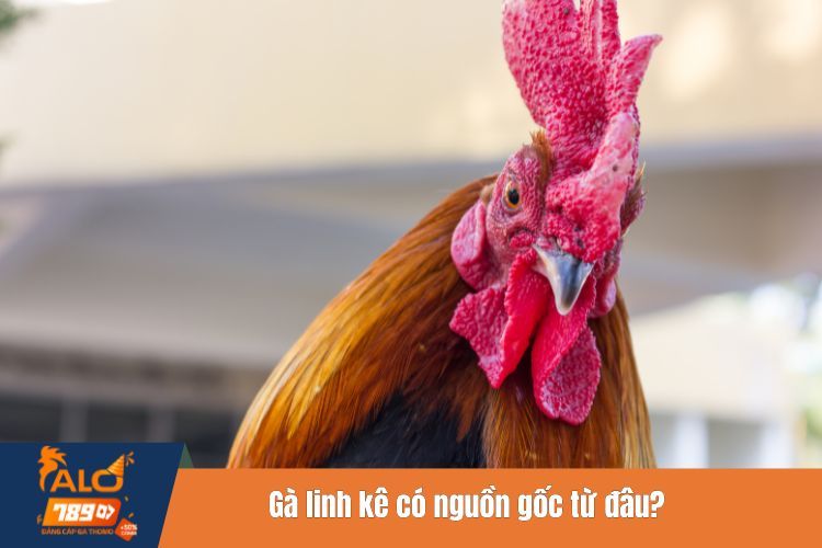 Gà linh kê có nguồn gốc từ đâu?