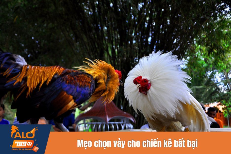 Mẹo chọn vảy cho chiến kê bất bại