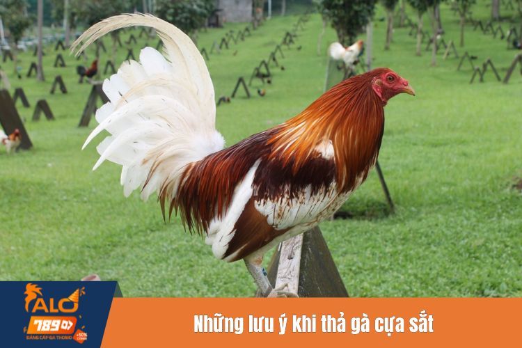 Những lưu ý khi thả gà cựa sắt