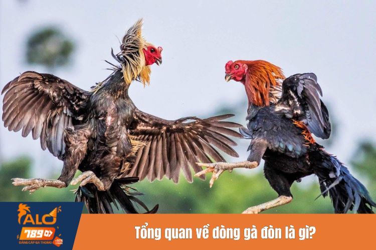 Tổng quan về dòng gà đòn là gì?